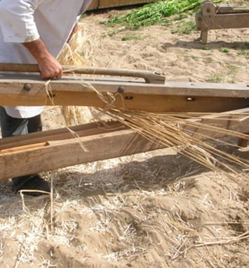 Démonstration : obtention des fibres textiles du chanvre