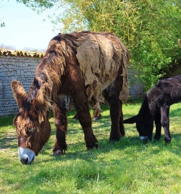 Visite guidée de l'Asinerie du Baudet du Poitou