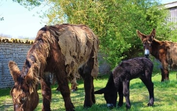 Visite guidée de l'Asinerie du Baudet du Poitou