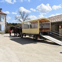 Baptêmes en attelage à l'Asinerie du Baudet du Poitou