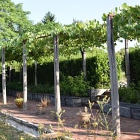 Vendanges