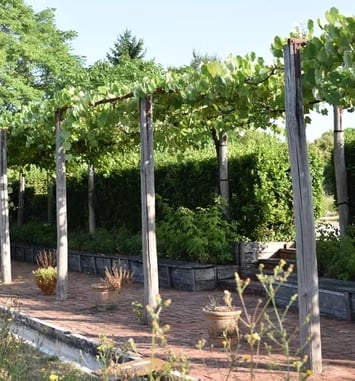 Vendanges