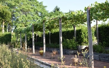 Vendanges