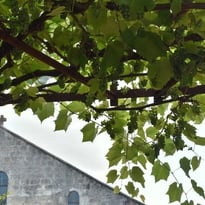 Conférence : "Viticulture en Saintonge pendant l'époque romaine"