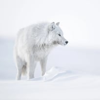 Exposition Maison des Douanes : l'art de la patience, par Vincent Munier.