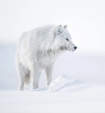 Exposition Maison des Douanes : l'art de la patience, par Vincent Munier.