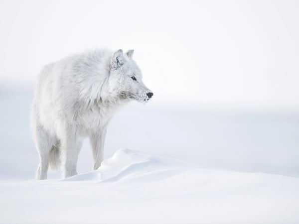 Exposition Maison des Douanes : l'art de la patience, par Vincent Munier.